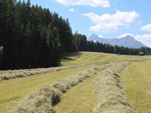 Heuernte CFKE EM Heu E1626100366820