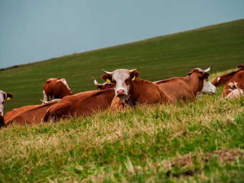 Die „effektive“ Kurzrasenweide