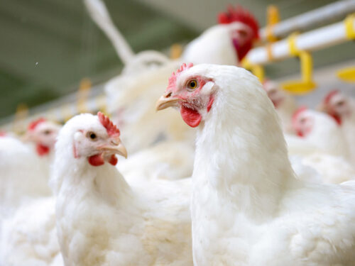 Legehennen halten mit EM ist rentabel