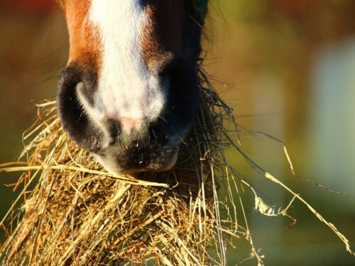 Horse 1074867 1920