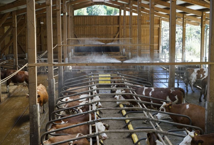 Stallklime Verneblung Mit Cfke