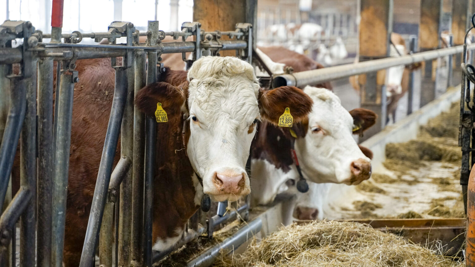 211125 Sandlhof Hofbesuch Singer Kuh Laufstall Futtertisch Print 3 Scaled 1