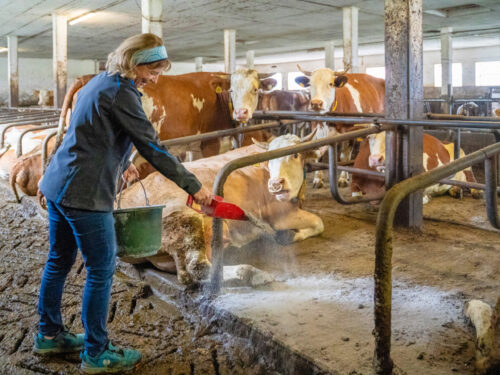 Probotische Reinigung im Stall