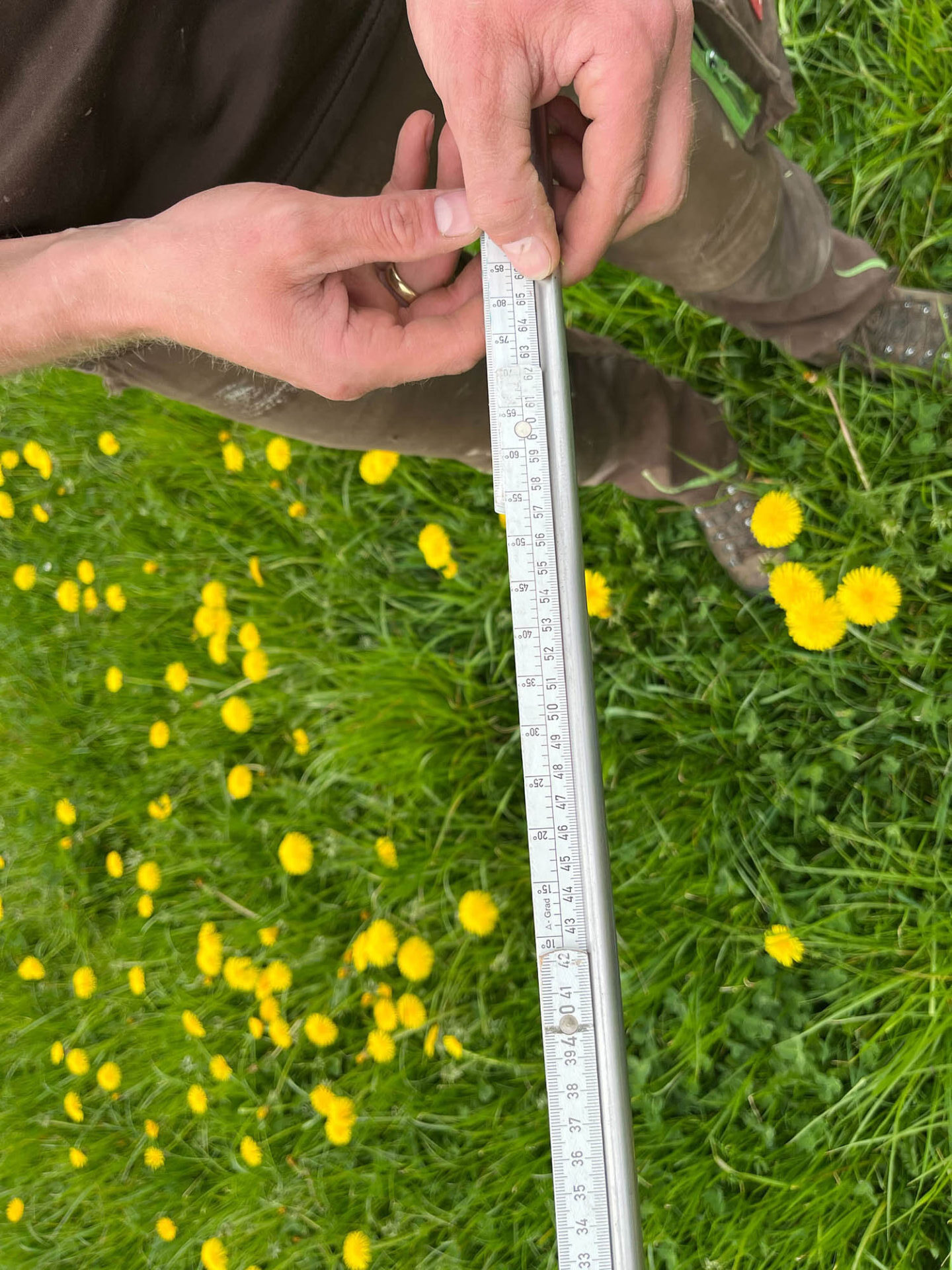 Regenerative Landwirtschaft im Grünland
