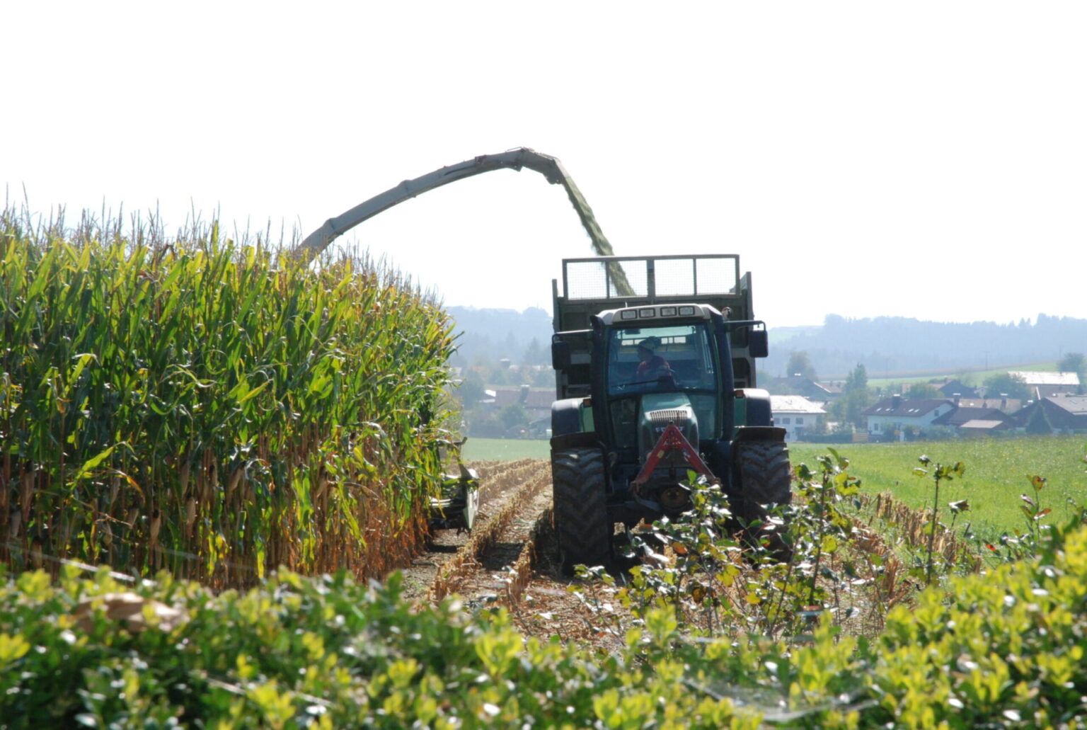 Maishaeckseln Scaled 1