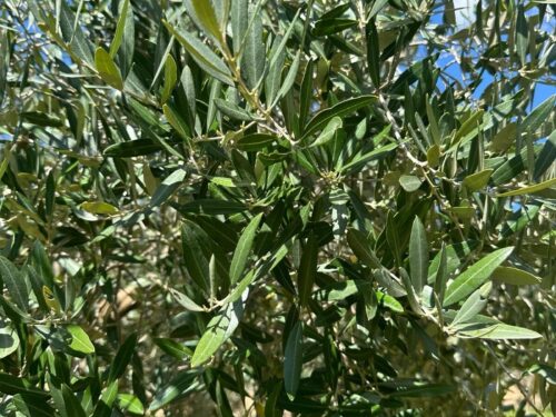 Olive Quodt Blaetter