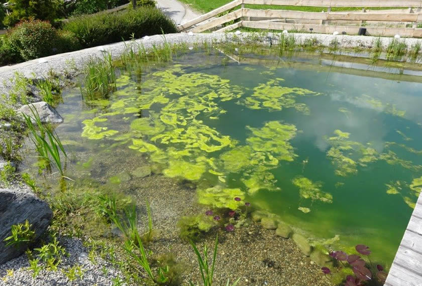 Teich Mit Algen 2