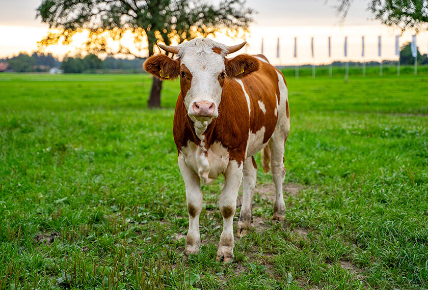 Woifmoarhof Familie Maier Jungvieh 1
