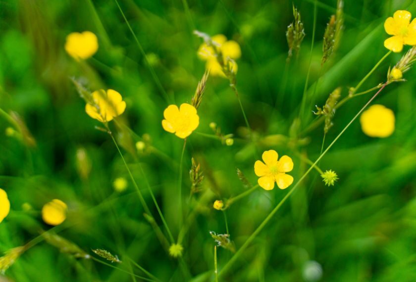 Zeigerpflanzen Webinar 1